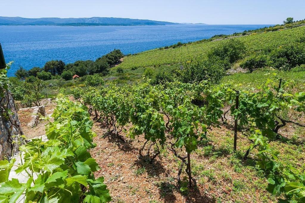 Vineyard Cottages - Murvica Exterior photo